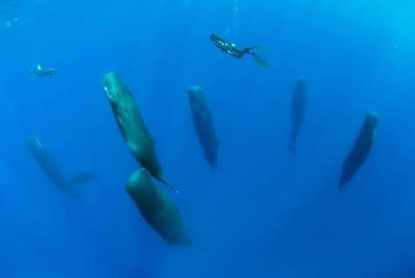 未知海洋！坐在水下深渊感受来自深海生物的凝望s12.jpeg